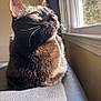 Bog joined the competition — help win amazing prizes! black_cat, cat, sunlight, window, indoor, pet, feline, animal, fur, whiskers, reflection, relaxing, daylight, looking_up, close_up, domestic_cat, home, texture, shadow, nature_view