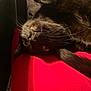 Bog joined the competition — help win amazing prizes! black_cat, cat, feline, pet, upside_down, yellow_eyes, fangs, whiskers, red_surface, cozy, indoor, soft_light, close_up, sleepy, resting, curious, fur, animal, cute, mischievous