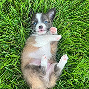 Wrigley is registered to the contest to win money with this photo: puppy, dog, animal, pet, grass, outdoor, lying_down, back, paw, pink_paw_pads, floppy_ears, blue_eyes, black_and_white, brown_fur, white_fur, portrait, cute, playful, nature, close_up