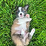 puppy, dog, animal, pet, grass, outdoor, lying_down, back, paw, pink_paw_pads, floppy_ears, blue_eyes, black_and_white, brown_fur, white_fur, portrait, cute, playful, nature, close_up