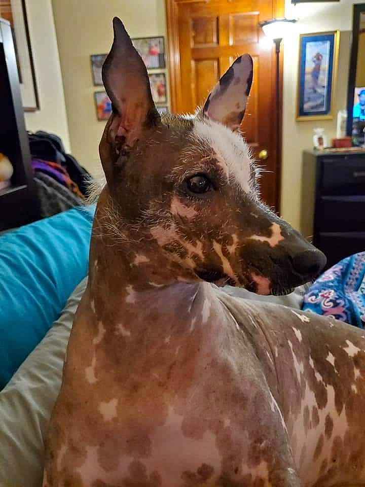 Chela-xo joined the competition — help win amazing prizes! ancient_dog_breeds, cabinetry, canidae, carnivore, companion_dog, dog, dog_breed, fawn, koolie, lamp, mammal, metal, picture_frame, sighthound, snout, sporting_group, television, texas_heeler, whiskers, working_animal