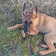 Locky participe au concours pour gagner de l'argent avec cette photo : dog, puppy, grass, leash, outdoor, animal, pet, brown_fur, playful, lying_down, ears, nature, young, canine, field, fur, cute, looking_up, collar, chewing