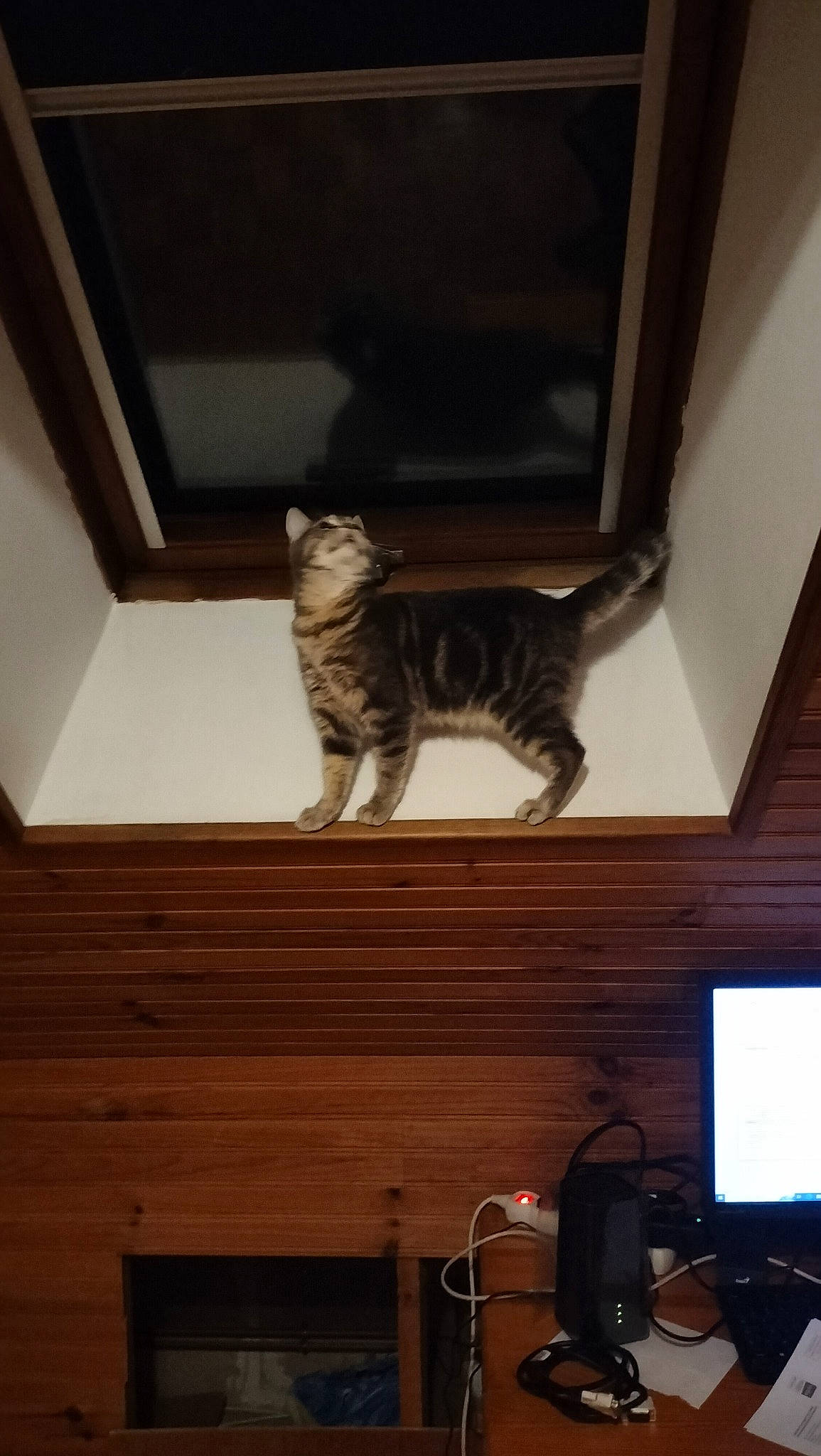 Stitch a rejoint le concours — aidez-le/la à gagner de superbes lots ! audio_equipment, carnivore, cat, ceiling, comfort, domestic_short_haired_cat, felidae, flooring, fur, hardwood, output_device, peripheral, plywood, room, small_to_medium_sized_cats, tail, whiskers, window, wood, wood_stain