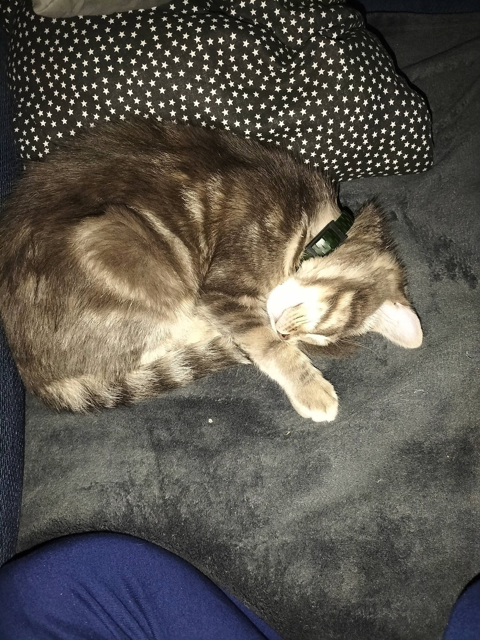 Stitch participe au concours pour gagner de l'argent avec cette photo : blue, carnivore, cat, claw, comfort, darkness, domestic_short_haired_cat, fawn, felidae, fur, grey, hat, mammal, paw, small_to_medium_sized_cats, snout, tail, tints_and_shades, whiskers, wood