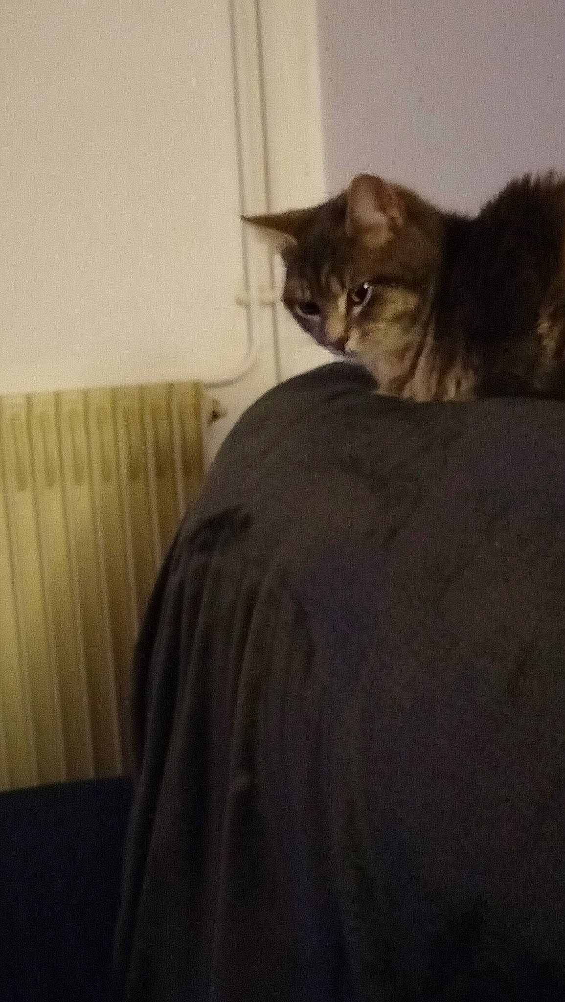 Stitch participe au concours pour gagner de l'argent avec cette photo : carnivore, cat, comfort, darkness, domestic_short_haired_cat, felidae, fur, grey, linens, room, small_to_medium_sized_cats, tail, whiskers, wood