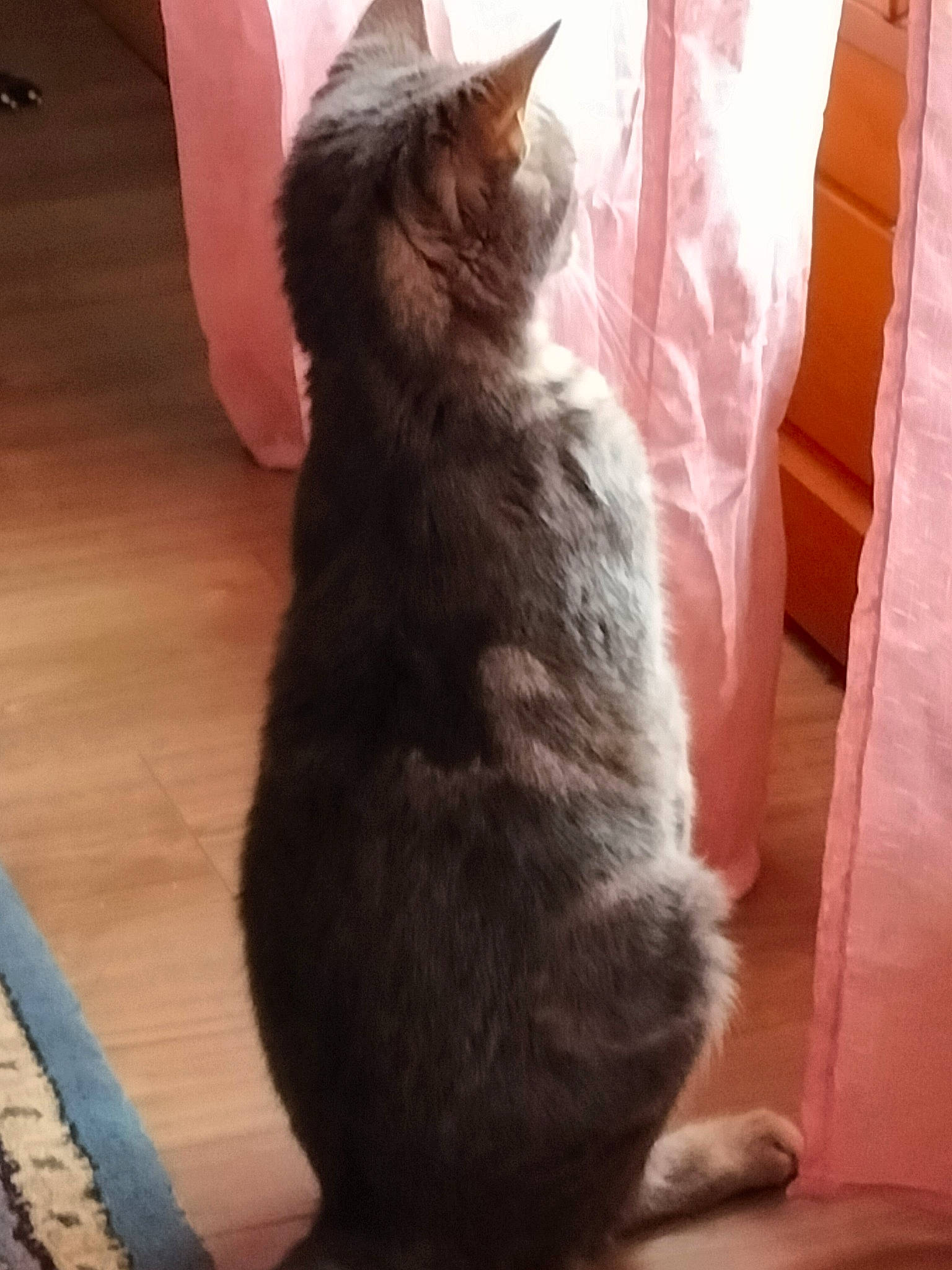 Stitch participe au concours pour gagner de l'argent avec cette photo : black_cat, carnivore, cat, claw, comfort, domestic_short_haired_cat, eye, felidae, flooring, fur, hardwood, human_leg, paw, sitting, small_to_medium_sized_cats, snout, tail, whiskers, window, wood