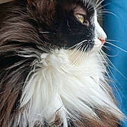 Mia a rejoint le concours — aidez-le/la à gagner de superbes lots ! blue_curtain, cat, close_up, domestic_cat, ear, eye, feline, fur, indoor, long_hair, muzzle, nose, pet, portrait, profile, soft_lighting, tuxedo_cat, whiskers, white_chest, window