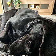 Notch a rejoint le concours — aidez-le/la à gagner de superbes lots ! black_dog, blanket, canine, close_up, collar, cozy, dog, domestic_animal, fur, furniture, home, indoor, living_room, nap, pet, plant, relaxed, resting, sleeping, television