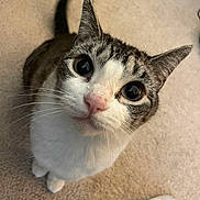 Nixie is registered to the contest to win money with this photo: cat, tabby, white, pet, animal, curious, carpet, floor, indoor, whiskers, ears, tail, closeup, looking_up, cute, feline, domestic, footwear, jeans, shoe
