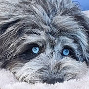 Storm joined the competition — help win amazing prizes! dog, blue_eyes, fluffy, fur, resting, blanket, cozy, pet, animal, close_up, cute, relaxed, face, snout, whiskers, indoor, soft, comfort, sleepy, mammal