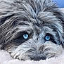 dog, blue_eyes, fluffy, fur, resting, blanket, cozy, pet, animal, close_up, cute, relaxed, face, snout, whiskers, indoor, soft, comfort, sleepy, mammal