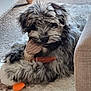 Storm is registered to the contest to win money with this photo: dog, plush_toy, carpet, living_room, furniture_leg, fluffy, gray, black, pet, cute, animal, indoor, soft_toy, relaxing, cozy, playful, lying_down, fur, snuggling, home