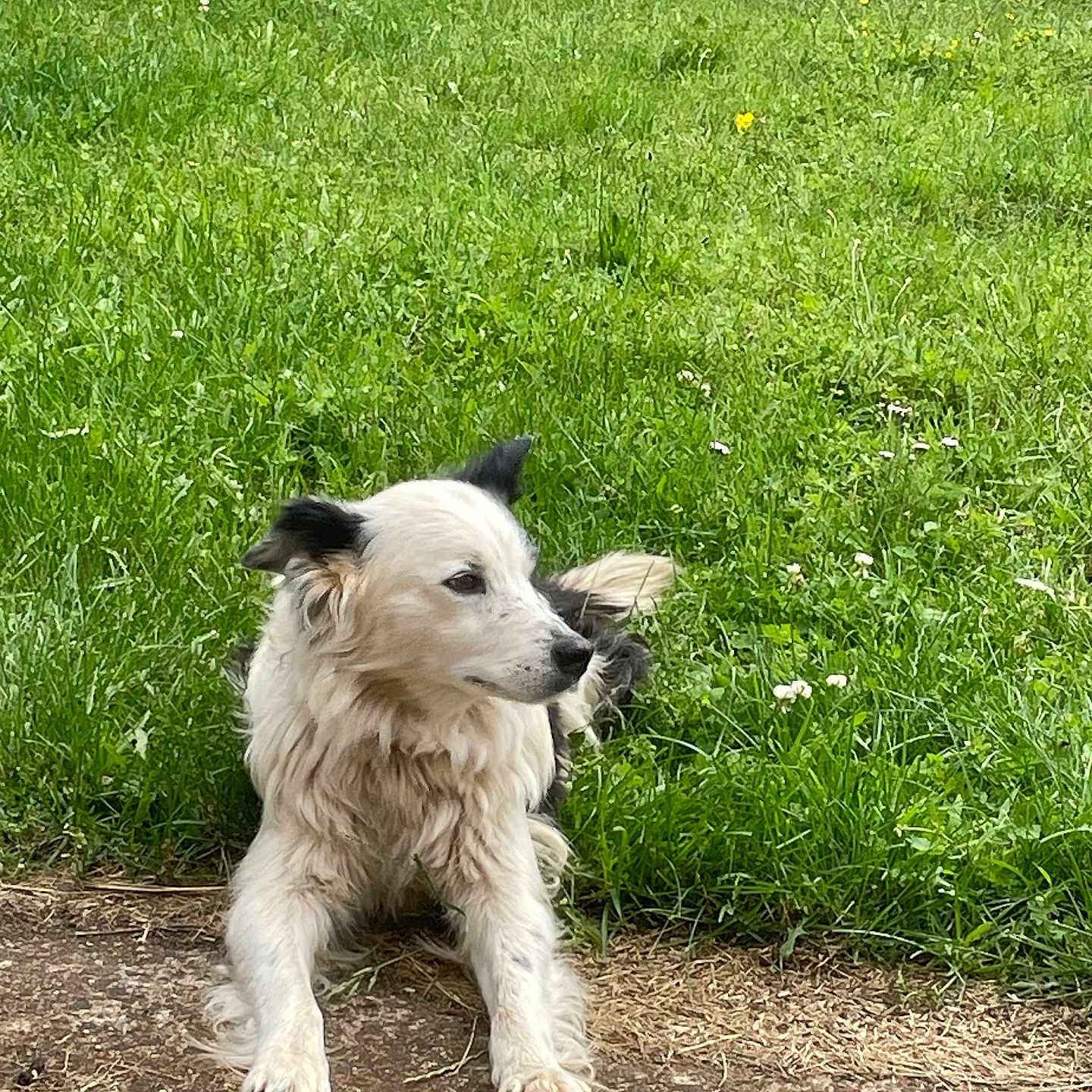 Loukine a rejoint le concours — aidez-le/la à gagner de superbes lots ! animal, ball, canine, dog, football, grass, green, lawn, nature, outdoors, park, pet, plant, puppy, soccer, soccerball, soil, sport, summer, vegetation