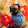 dog, pug, birthday, party_hat, bandana, toy, plush_cake, colorful, polka_dot, tongue_out, pet, cute, celebration, indoor, bokeh_background, orange, red, sitting, animal, festive