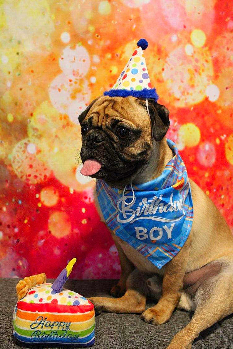 Alfie is registered to the contest to win money with this photo: dog, pug, birthday, party_hat, bandana, toy, plush_cake, colorful, polka_dot, tongue_out, pet, cute, celebration, indoor, bokeh_background, orange, red, sitting, animal, festive