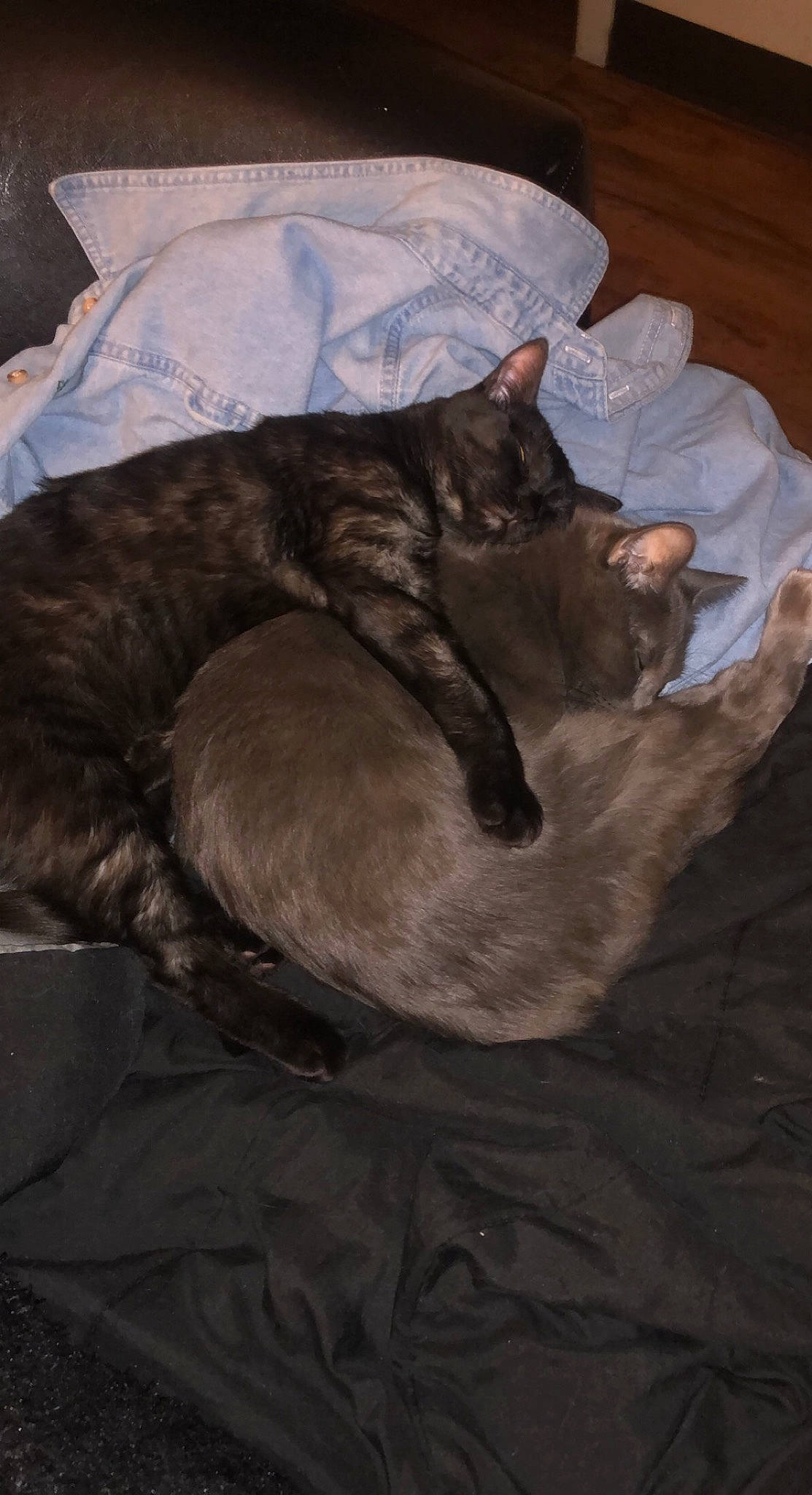 Calypso is registered to the contest to win money with this photo: bed, black_cat, brown, carnivore, cat, claw, comfort, dog_breed, domestic_short_haired_cat, felidae, fur, grey, linens, liver, nap, sleep, small_to_medium_sized_cats, tail, terrestrial_animal, whiskers