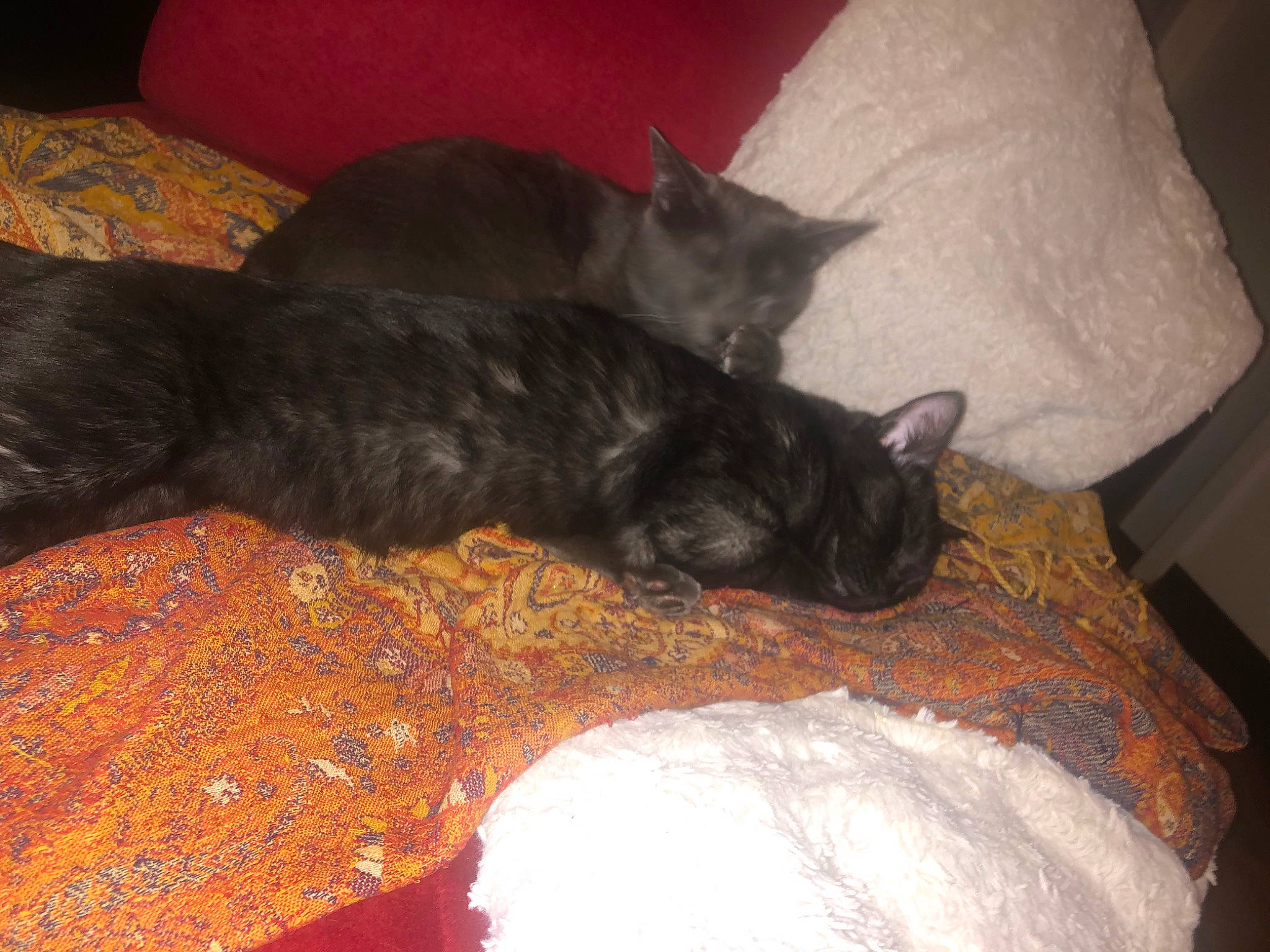 Calypso is registered to the contest to win money with this photo: bed, bedding, black_cat, carnivore, cat, comfort, couch, dog_breed, domestic_short_haired_cat, felidae, fur, grey, linens, nap, paw, room, small_to_medium_sized_cats, tail, terrestrial_animal, whiskers