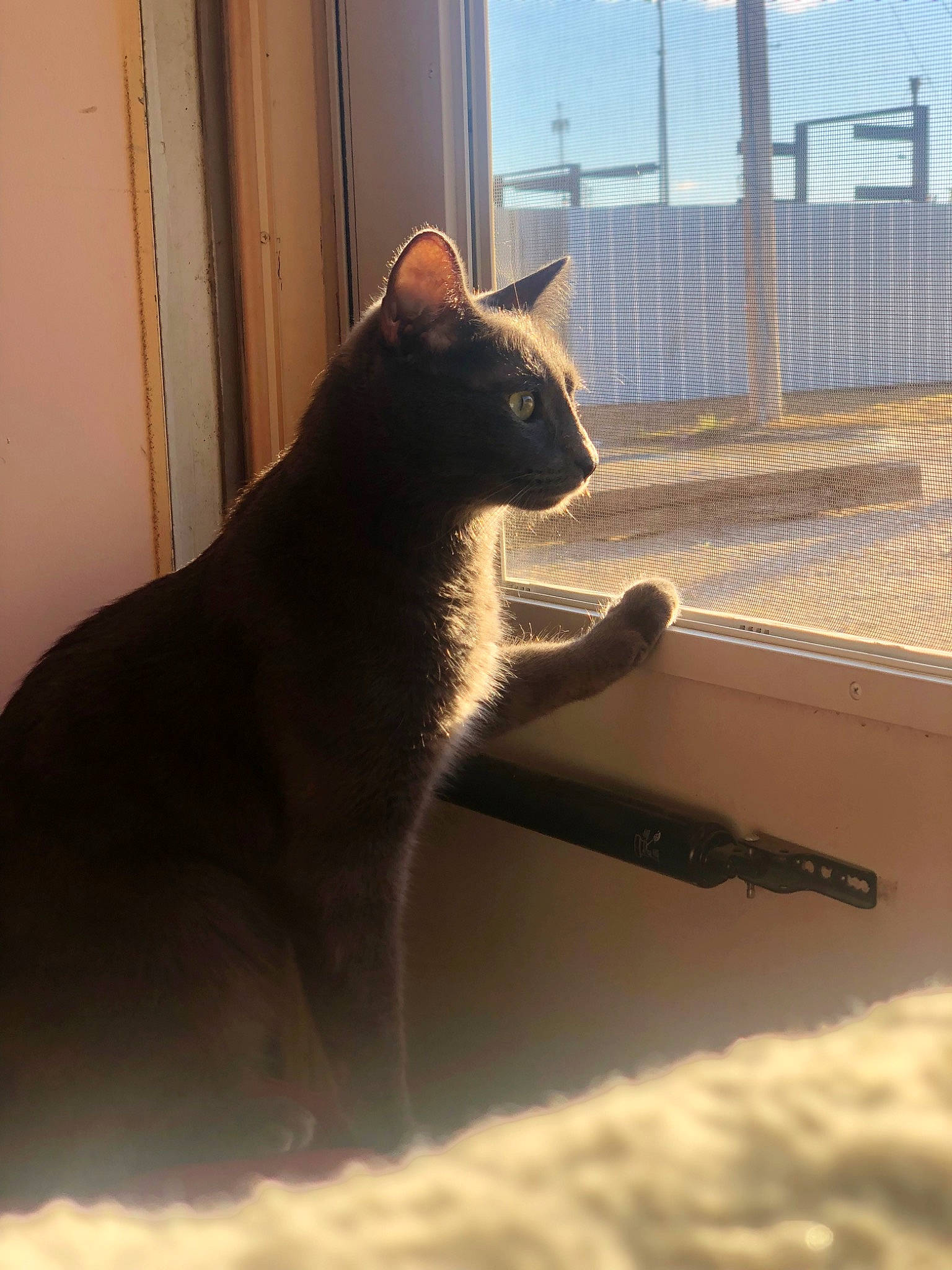 Calypso joined the competition — help win amazing prizes! black_cat, bombay, carnivore, cat, domestic_short_haired_cat, door, felidae, fur, mesh, shade, shadow, sitting, small_to_medium_sized_cats, snout, tail, terrestrial_animal, tints_and_shades, whiskers, window, wood