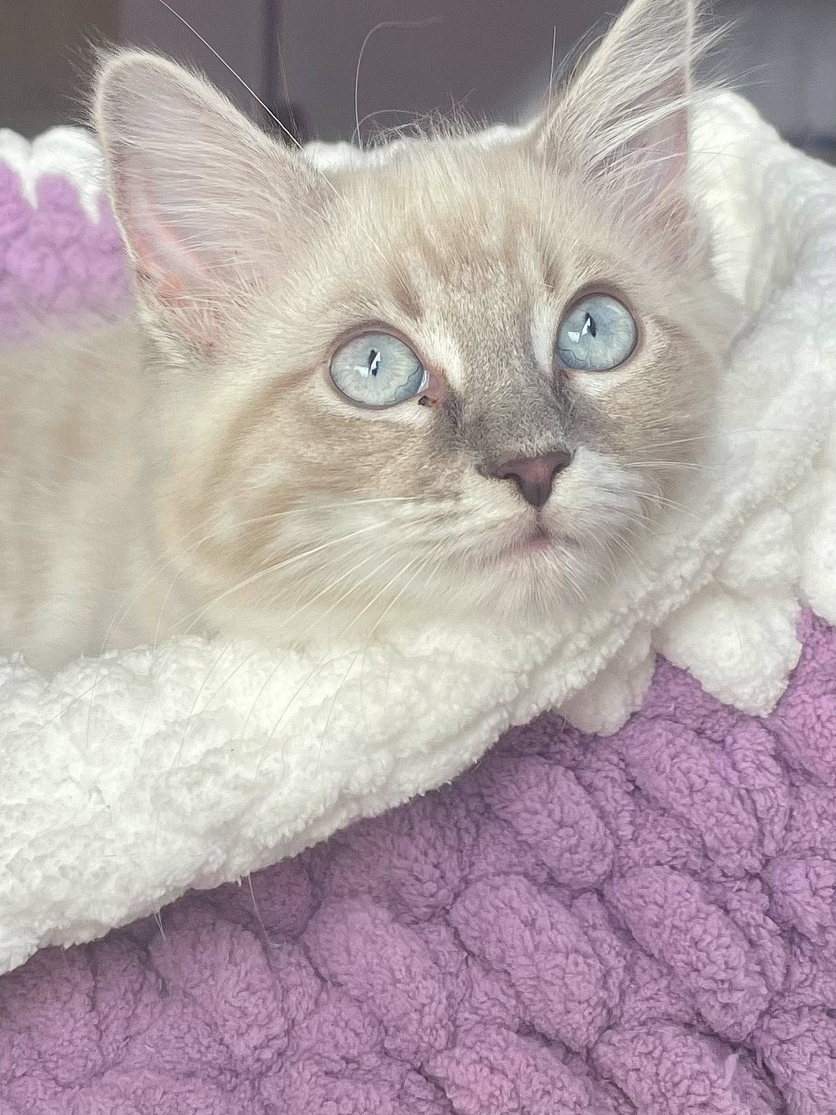 Snowball is registered to the contest to win money with this photo: british_longhair, carnivore, cat, cat_supply, claw, comfort, domestic_short_haired_cat, eye, fawn, felidae, fur, paw, small_to_medium_sized_cats, snout, terrestrial_animal, whiskers