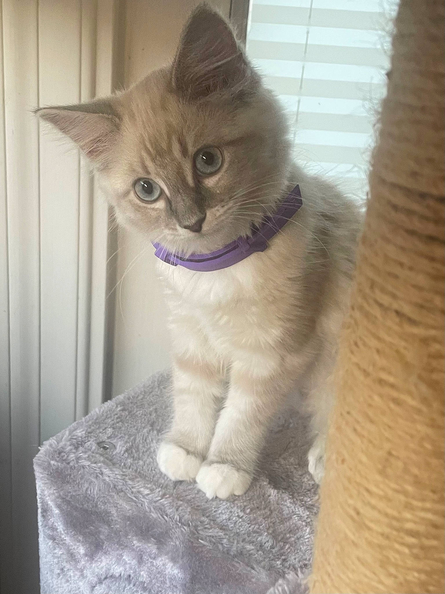 Snowball joined the competition — help win amazing prizes! balinese, carnivore, cat, cat_furniture, claw, domestic_short_haired_cat, fawn, felidae, flooring, fur, hardwood, paw, small_to_medium_sized_cats, snout, tail, thai, whiskers, wood