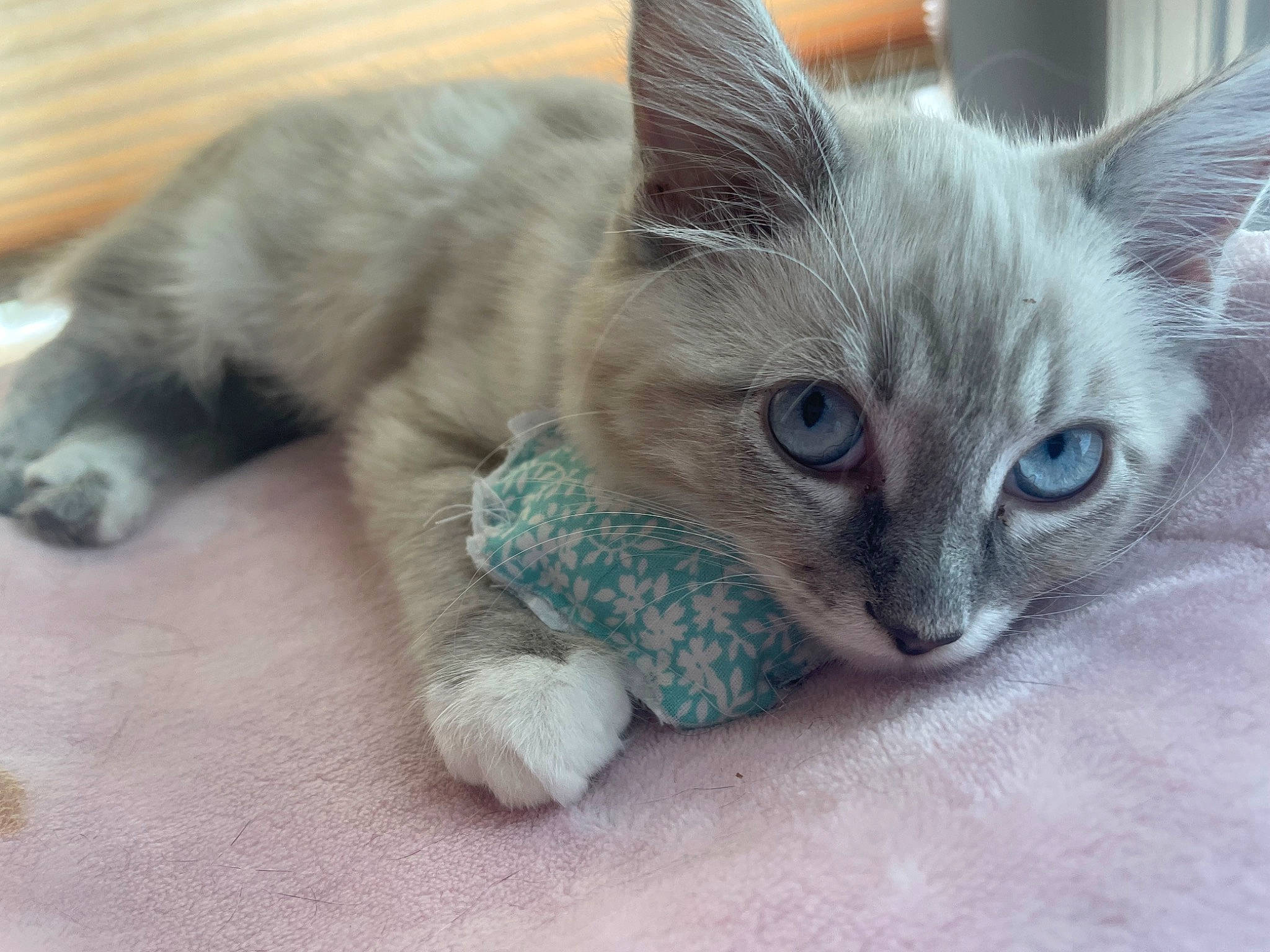 Snowball joined the competition — help win amazing prizes! balinese, carnivore, cat, cat_supply, claw, comfort, domestic_short_haired_cat, eye, fawn, felidae, fur, paw, photo_caption, small_to_medium_sized_cats, snout, tail, terrestrial_animal, thai, whiskers