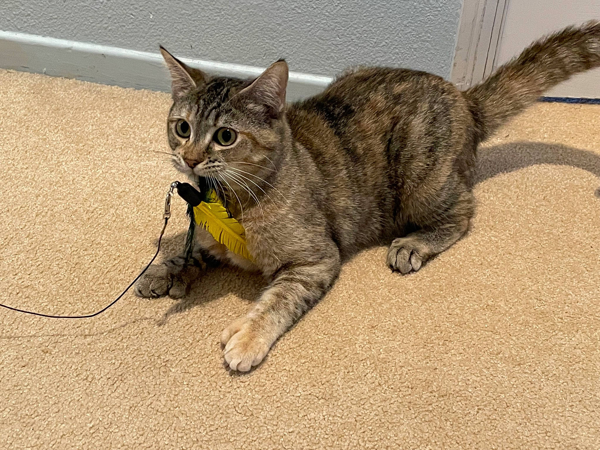 Snowball joined the competition — help win amazing prizes! carnivore, cat, cat_toy, claw, domestic_short_haired_cat, eye, felidae, flooring, fur, paw, road_surface, sitting, small_to_medium_sized_cats, snout, tail, terrestrial_animal, whiskers, wildlife