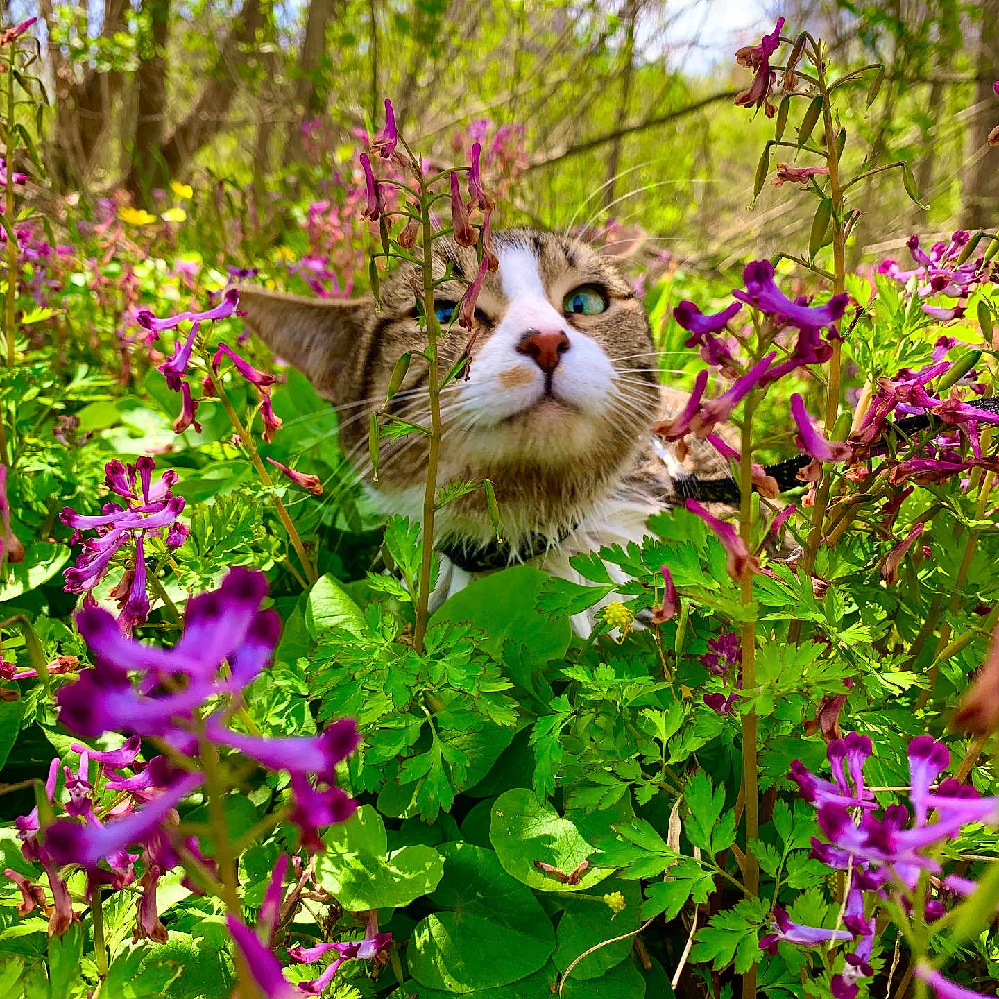 Luna Mae is registered to the contest to win money with this photo: animal, cat, closeup, curious, eyes, flora, foliage, forest, greenery, leaves, mammal, nature, outdoor, pet, plant, purple_flowers, spring, sunlight, whiskers, wildflowers