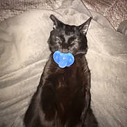 Jasper Zeno joined the competition — help win amazing prizes! black_cat, cat, pacifier, blanket, sleeping, cozy, pet, animal, fur, cute, domestic_animal, resting, indoors, relaxation, mammal, whiskers, ears, soft_texture, lying_down, nap