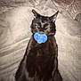 black_cat, cat, pacifier, blanket, sleeping, cozy, pet, animal, fur, cute, domestic_animal, resting, indoors, relaxation, mammal, whiskers, ears, soft_texture, lying_down, nap
