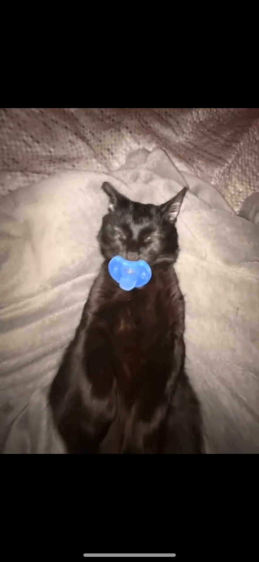 Jasper Zeno joined the competition — help win amazing prizes! black_cat, cat, pacifier, blanket, sleeping, cozy, pet, animal, fur, cute, domestic_animal, resting, indoors, relaxation, mammal, whiskers, ears, soft_texture, lying_down, nap