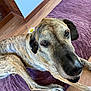 dog, brindle, flower, daisy, indoor, purple_rug, wooden_floor, pet, closeup, laying_down, animal, cute, ears, face, fur, snout, eyes, relaxed, domestic, companion