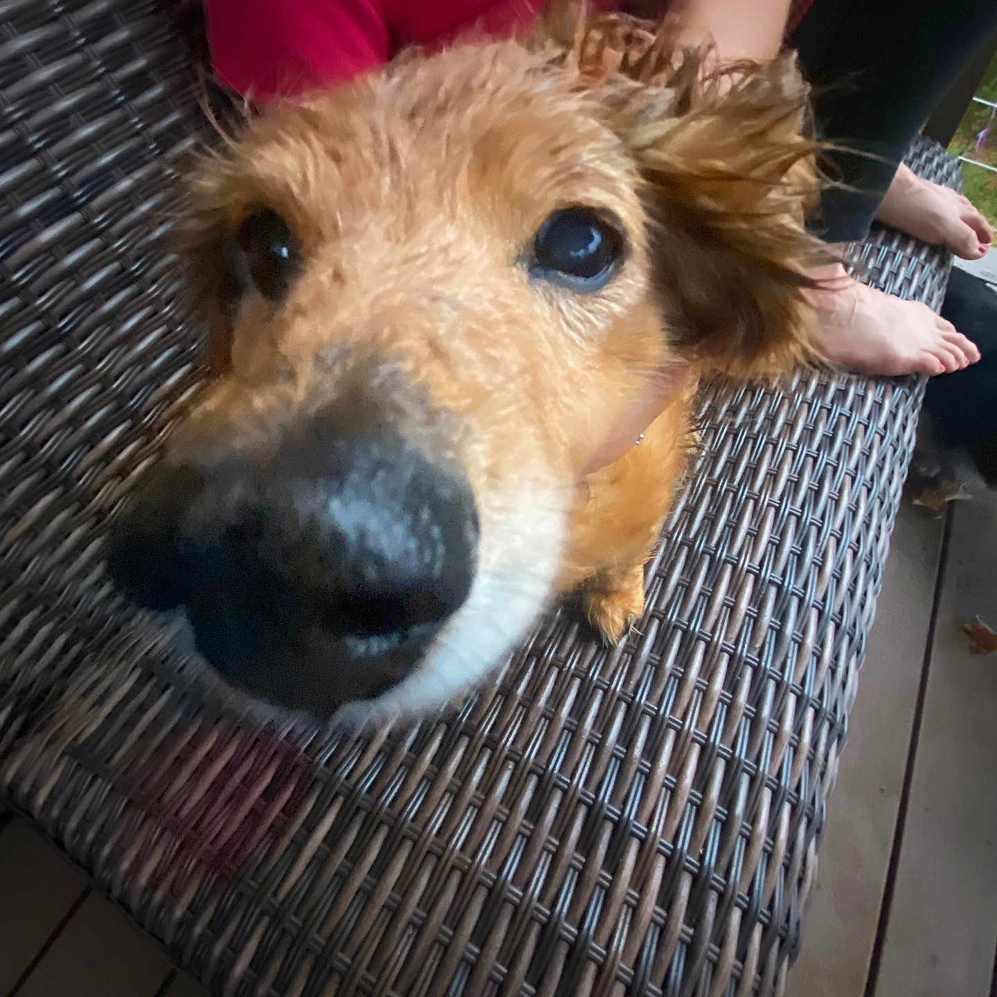 Cocoa joined the competition — help win amazing prizes! animal, bare_feet, black_leggings, blurred_background, close_up, companion, curious, dog, furniture, home, nose, outdoor, paw, person, pet, red_shirt, scruffy, seat, wood_floor, woven_chair