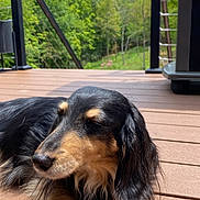 Jedi joined the competition — help win amazing prizes! dog, long_hair, black_fur, tan_fur, outdoor, deck, wooden_floor, sunlight, nature, greenery, relaxing, pet, canine, animal, calm, resting, fur, daylight, trees, shadows