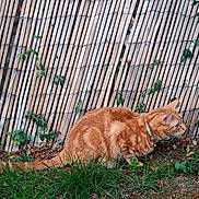 Leo joined the competition — help win amazing prizes! cat, ginger_cat, tabby, outdoor, grass, bamboo_fence, vines, nature, animal, pet, alert, crouching, fur, collar, greenery, plant, ground, leaf, whiskers, tail