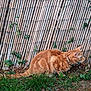 cat, ginger_cat, tabby, outdoor, grass, bamboo_fence, vines, nature, animal, pet, alert, crouching, fur, collar, greenery, plant, ground, leaf, whiskers, tail