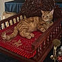 cat, orange_tabby, wooden_chair, red_cushion, elephant_pattern, golden_statue, tray, indoor, furniture, relaxed, pet, animal, decor, carved_wood, table, ornate, domestic_cat, resting, living_room, cozy