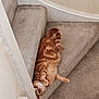 cat, ginger_cat, staircase, carpet, indoor, pet, feline, curious, playful, upside_down, tail, paws, fur, whiskers, head, eyes, relaxed, home, wall, floor