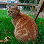 cat, orange_tabby, grass, outdoor, bench, fur, animal, pet, nature, greenery, leaf, curious, sitting, side_view, domestic_cat, feline, backyard, wood, daylight, closeup