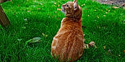 Leo is registered to the contest to win money with this photo: cat, orange_cat, tabby_cat, grass, lawn, outdoor, greenery, wooden_table, picnic_table, pet, animal, feline, fur, nature, backyard, leaf, curious, sitting, side_view, daylight
