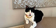 Oreo joined the competition — help win amazing prizes! animal, black_and_white, cat, collar, couch, cute, decor, domestic_animal, feline, furniture, home, indoor, mammal, necklace, paw, pet, portrait, relaxed, resting, wall_art