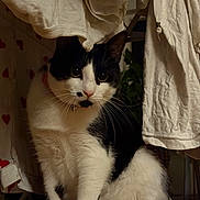 Oreo joined the competition — help win amazing prizes! black_and_white, cat, close_up, clothes, collar, cozy, curious, domestic, feline, floor, fur, home, houseplant, indoor, laundry, pet, shadow, sitting, soft_light, whiskers