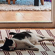 Oreo joined the competition — help win amazing prizes! cat, black_and_white, indoor, carpet, striped_rug, relaxed, sleeping, pet, feline, wooden_floor, glass_door, home, cozy, resting, animal, collar, domestic_cat, flooring, fur, quiet