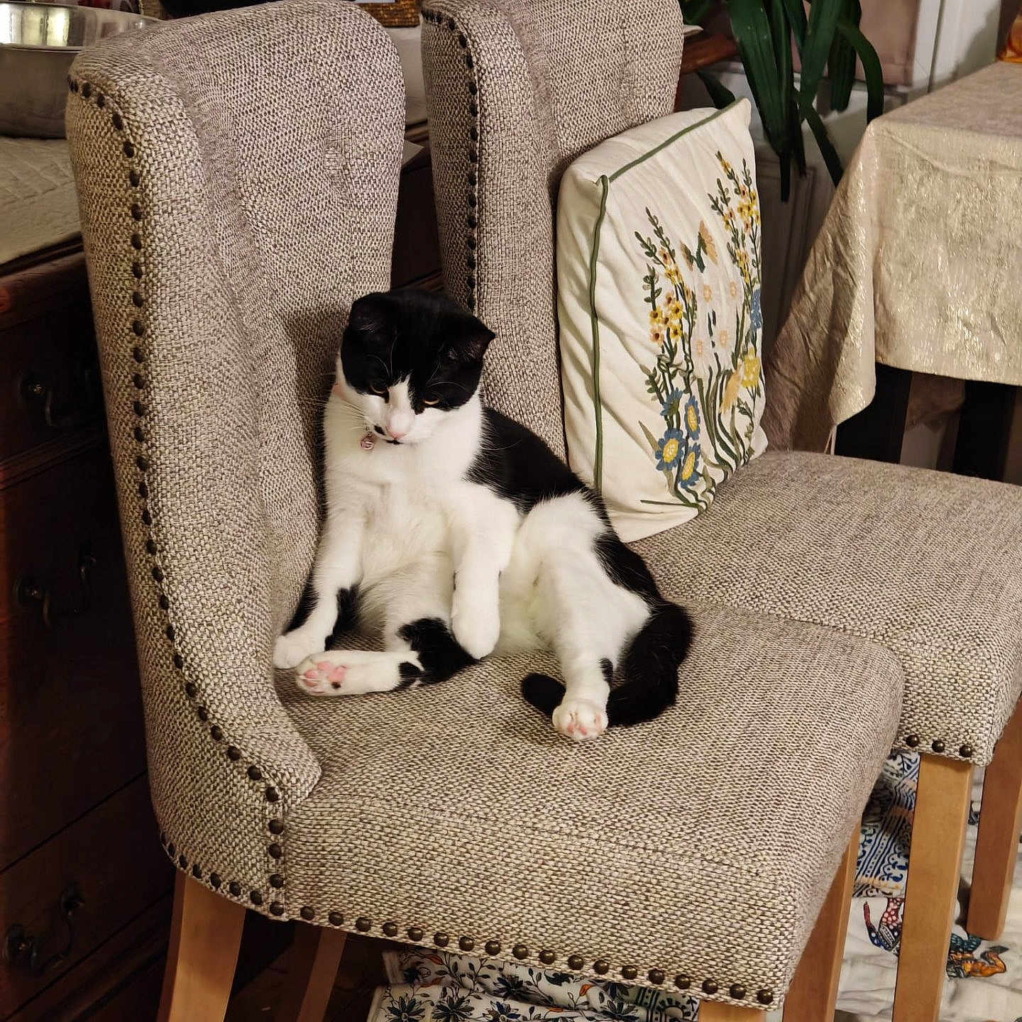Oreo joined the competition — help win amazing prizes! black_and_white, blanket, cat, chair, comfortable, cozy, cushion, decor, domestic, floral, furniture, indoor, patterned, pet, photograph, plant, portrait, relaxed, resting, wooden