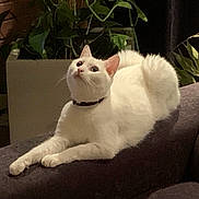 Castel a rejoint le concours — aidez-le/la à gagner de superbes lots ! cat, white_cat, indoor, couch, plant, greenery, relaxed, feline, pet, domestic, cozy, brick_wall, curious, fur, animal, resting, soft_lighting, collar, home, living_room