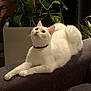 cat, white_cat, indoor, couch, plant, greenery, relaxed, feline, pet, domestic, cozy, brick_wall, curious, fur, animal, resting, soft_lighting, collar, home, living_room