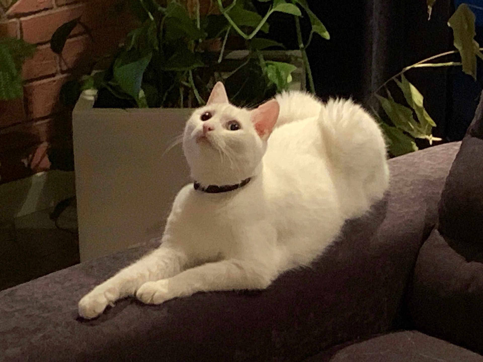 Castel a rejoint le concours — aidez-le/la à gagner de superbes lots ! cat, white_cat, indoor, couch, plant, greenery, relaxed, feline, pet, domestic, cozy, brick_wall, curious, fur, animal, resting, soft_lighting, collar, home, living_room