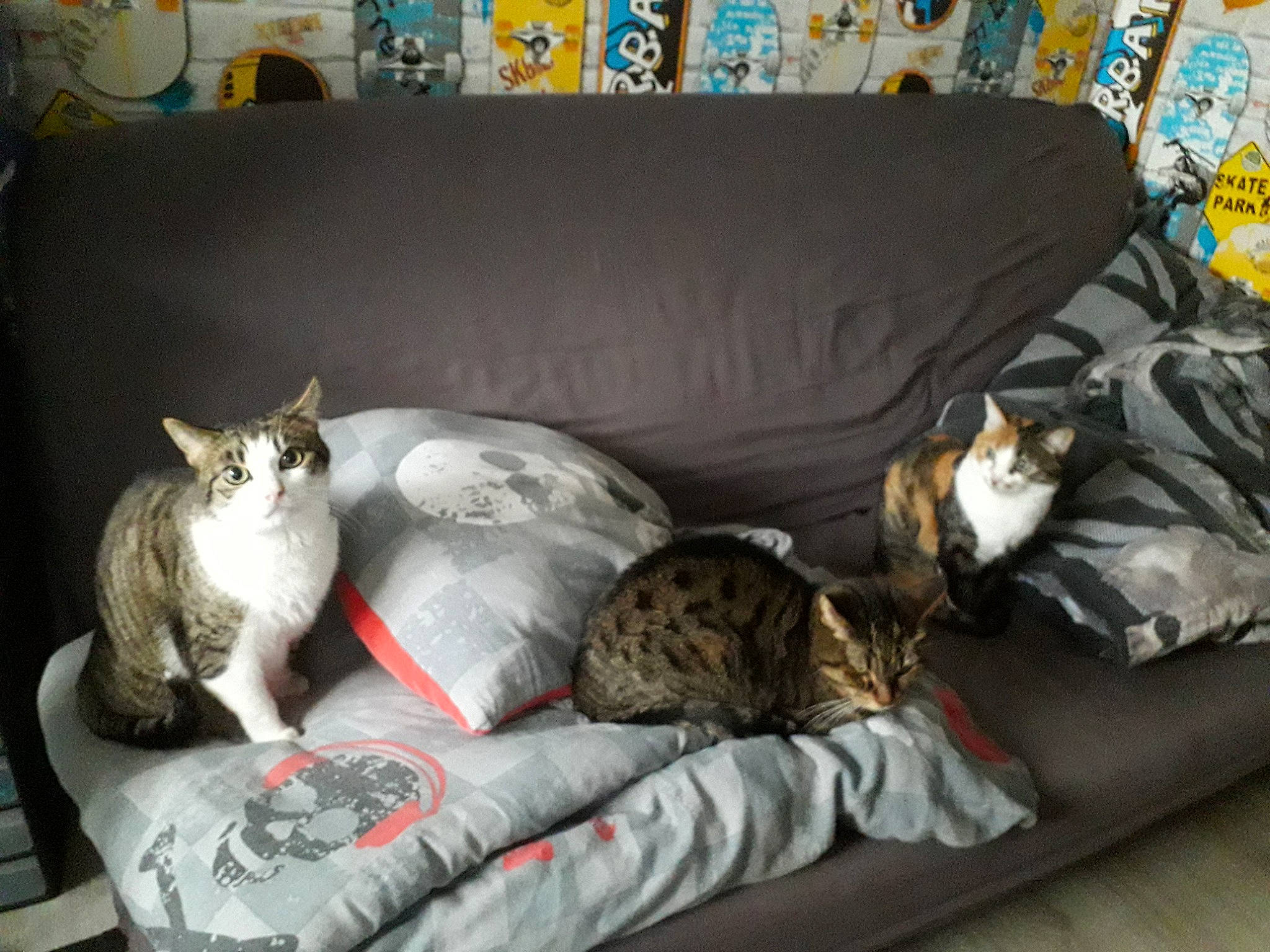 Nina a rejoint le concours — aidez-le/la à gagner de superbes lots ! carnivore, cat, comfort, couch, domestic_short_haired_cat, felidae, fur, grey, house, linens, living_room, mammal, picture_frame, room, small_to_medium_sized_cats, studio_couch, table, tail, vertebrate, whiskers