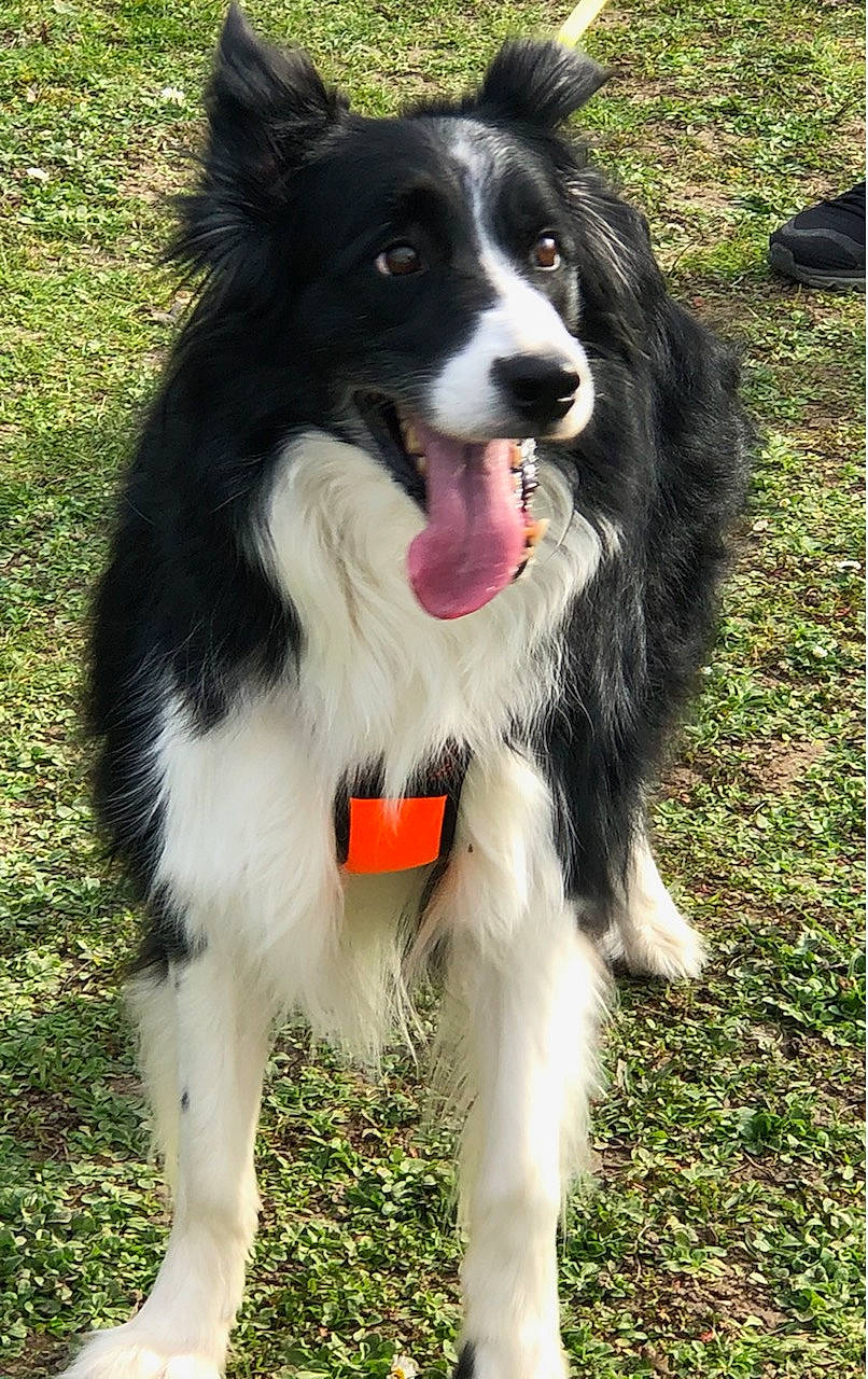 Jaiko a rejoint le concours — aidez-le/la à gagner de superbes lots ! australian_collie, balance, border_collie, canidae, carnivore, collar, companion_dog, dog, dog_breed, fur, grass, herding_dog, plant, recreation, snout, sporting_group, working_animal, working_dog