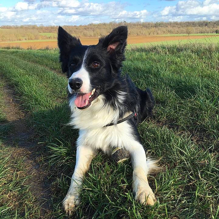 Jaiko a rejoint le concours — aidez-le/la à gagner de superbes lots ! border_collie, carnivore, cloud, companion_dog, dog, dog_breed, fur, grass, grassland, herding_dog, landscape, pasture, plant, prairie, sky, soil, sporting_group, whiskers, working_dog