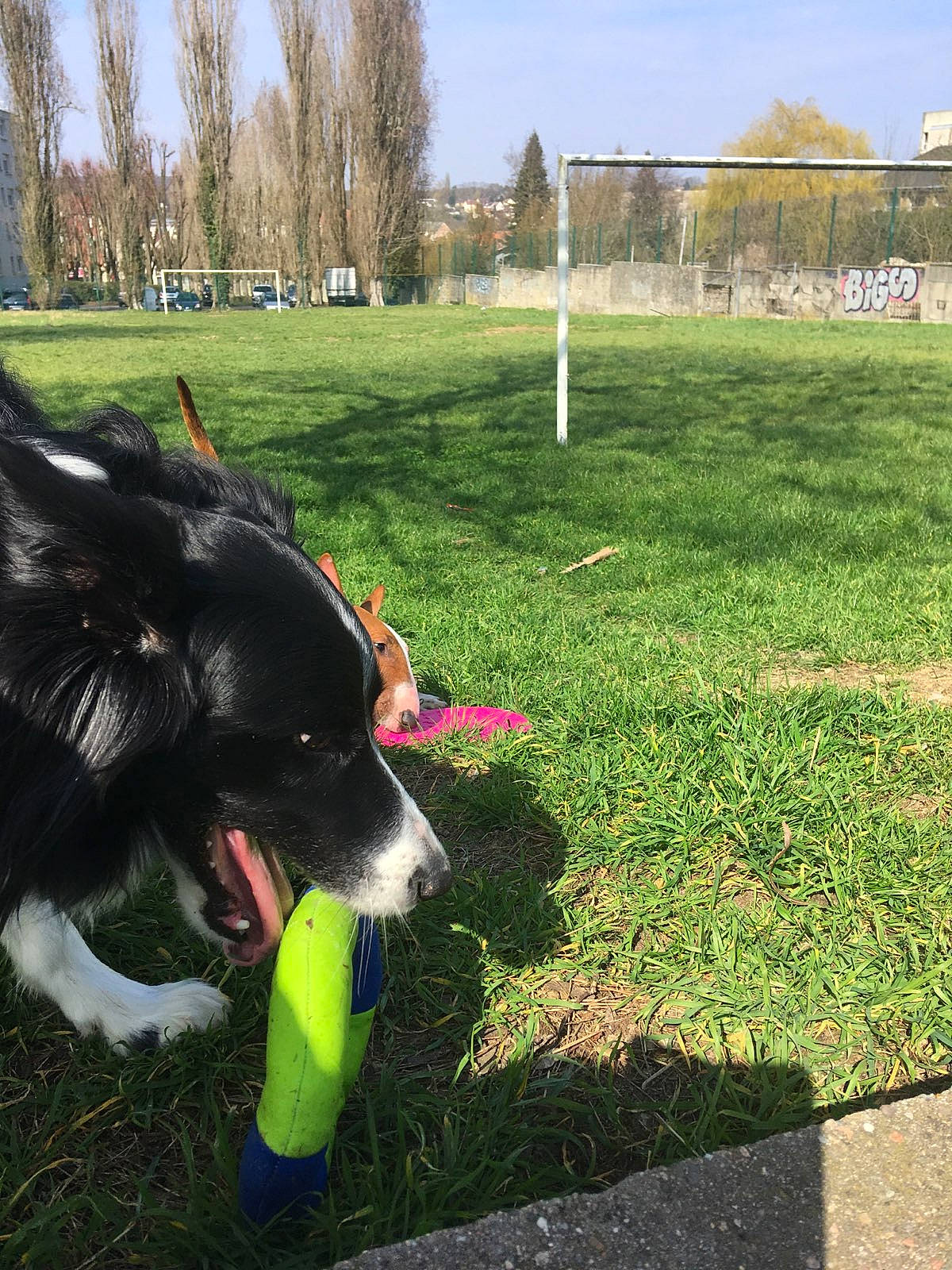 Jaiko a rejoint le concours — aidez-le/la à gagner de superbes lots ! canidae, carnivore, collar, companion_dog, dog, dog_breed, dog_collar, dog_supply, grass, grassland, groundcover, herding_dog, lawn, leash, plant, recreation, sky, sporting_group, tail, tree